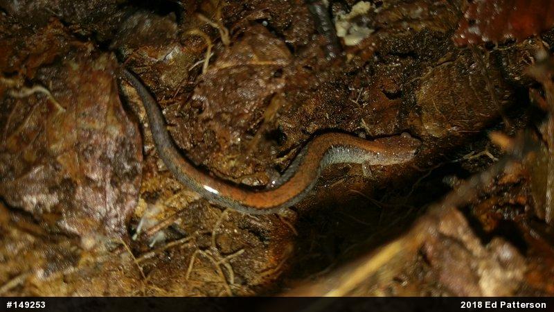 Eastern Red-backed  Salamander