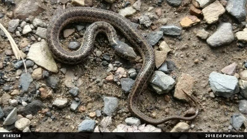 Eastern Gartersnake