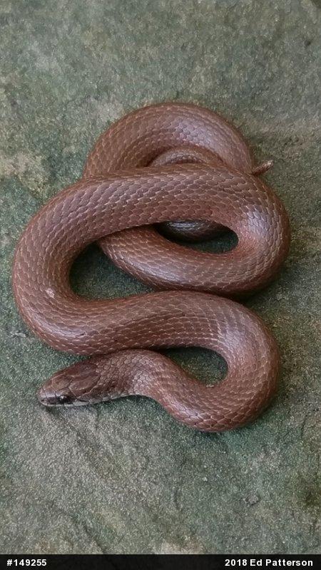 Mountain Earthsnake
