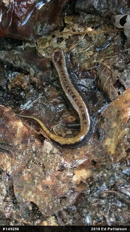 Allegheny Mountain Dusky Salamander