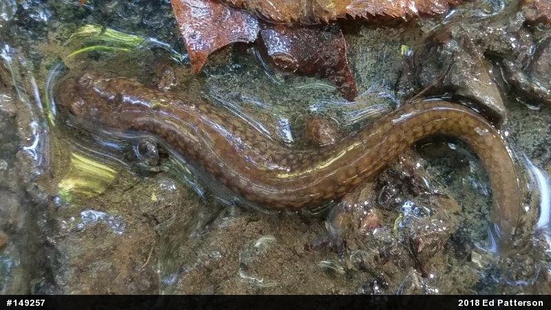 Northern Spring Salamander