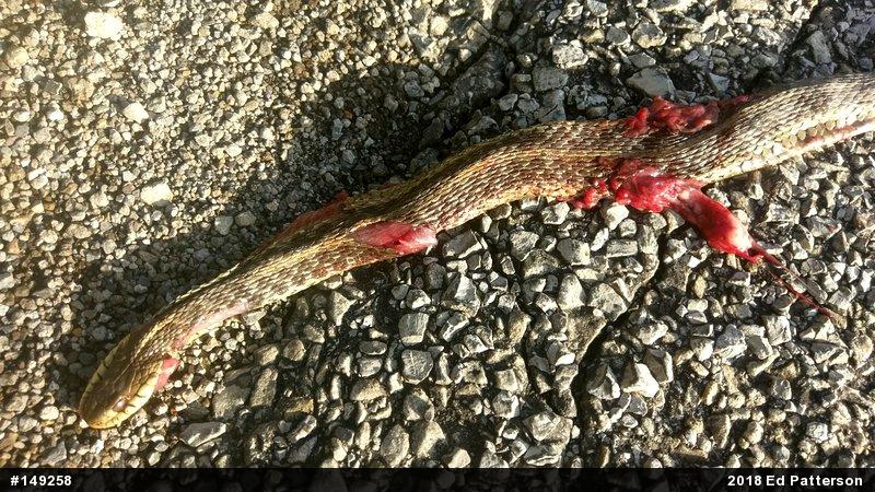 Eastern Gartersnake
