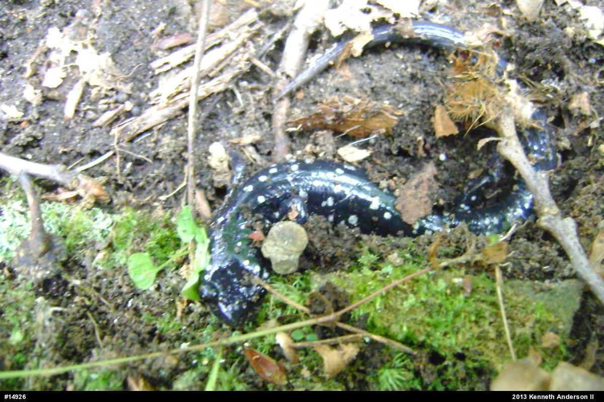 Northern Slimy Salamander