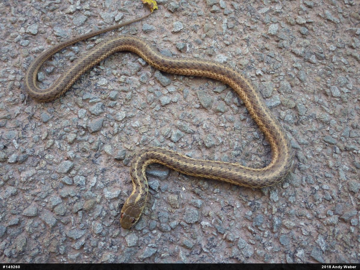 Eastern Gartersnake