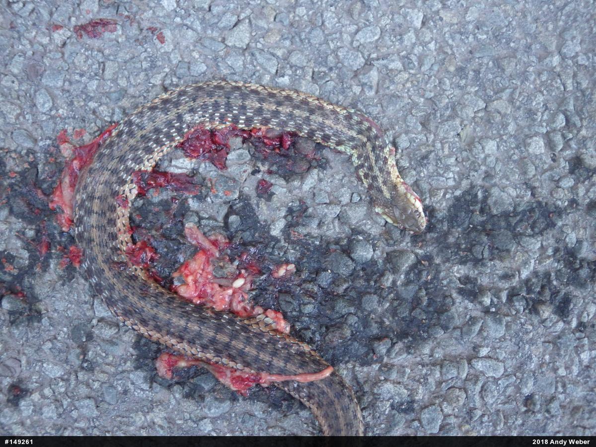 Eastern Gartersnake