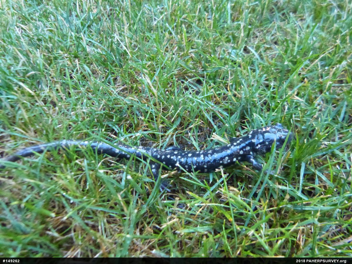 Northern Slimy Salamander