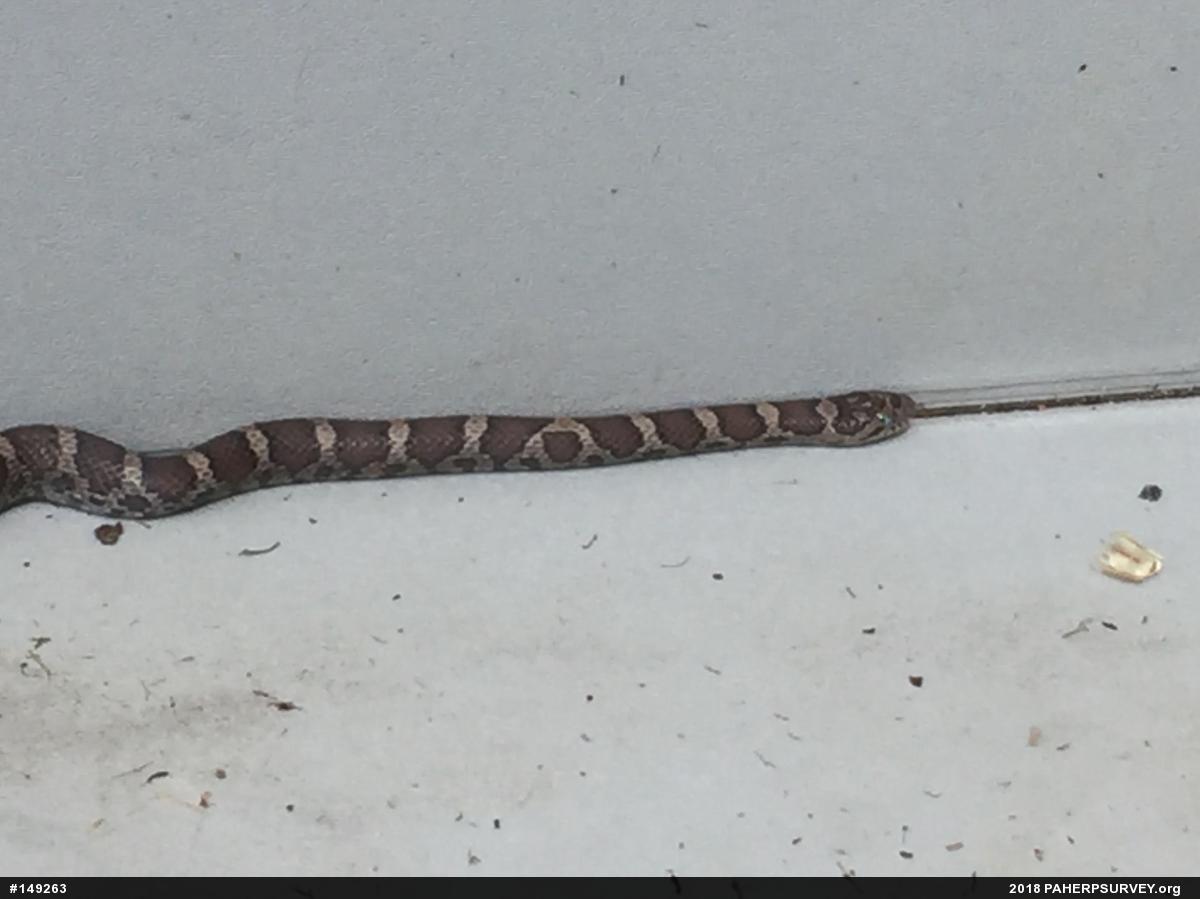 Eastern Milksnake