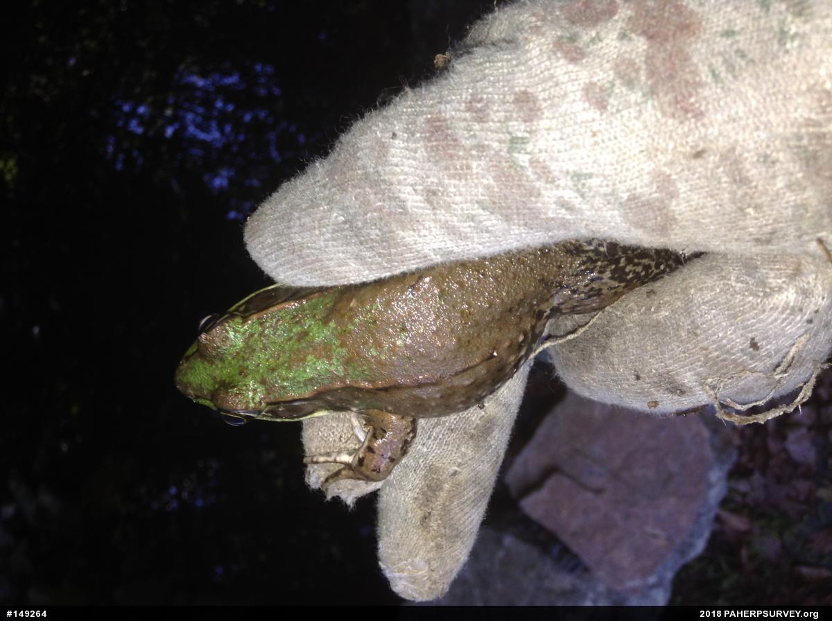Green Frog