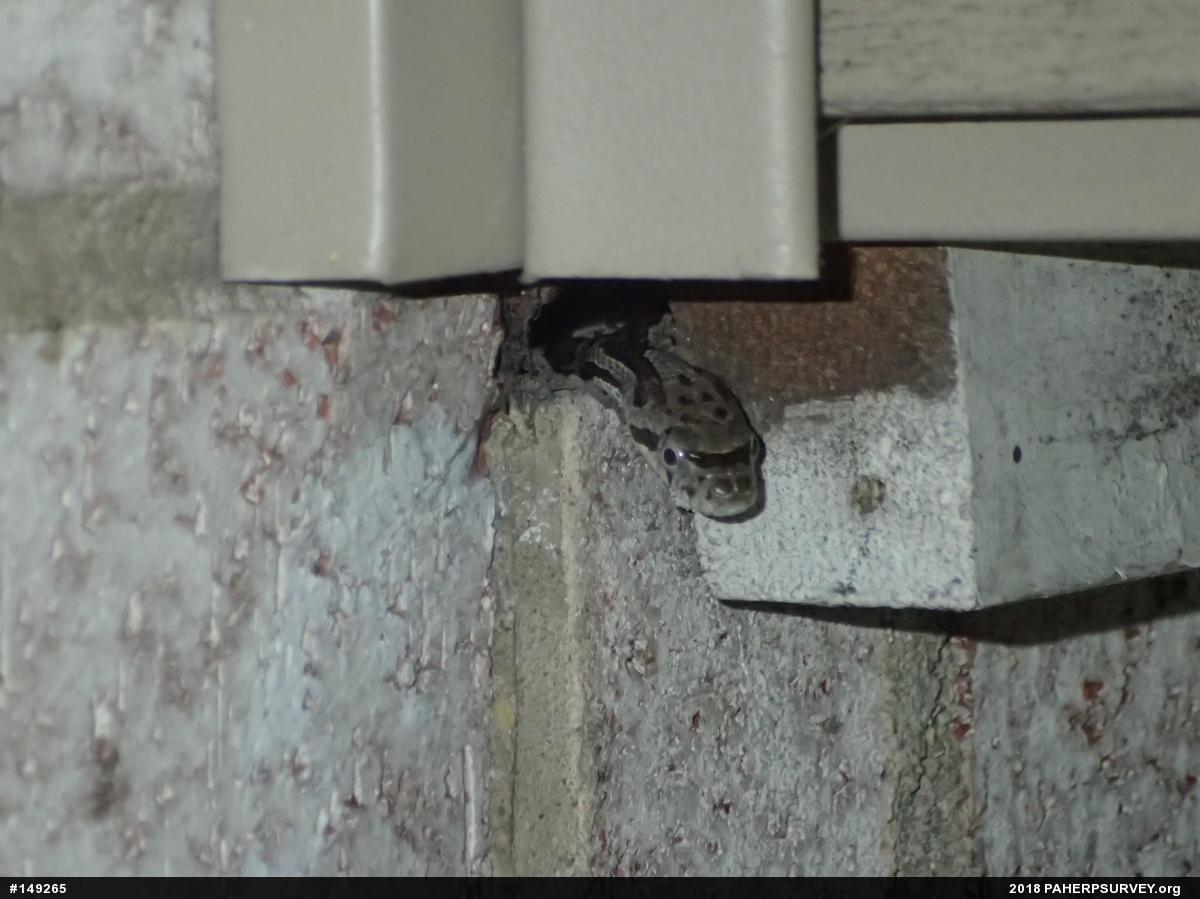 Eastern Ratsnake