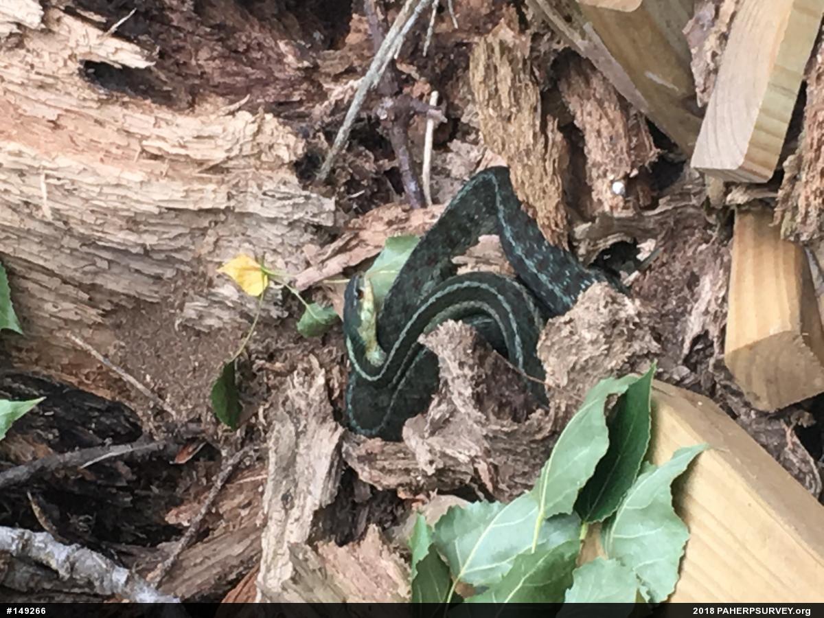 Eastern Gartersnake