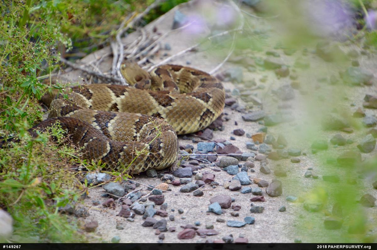 Timber Rattlesnake