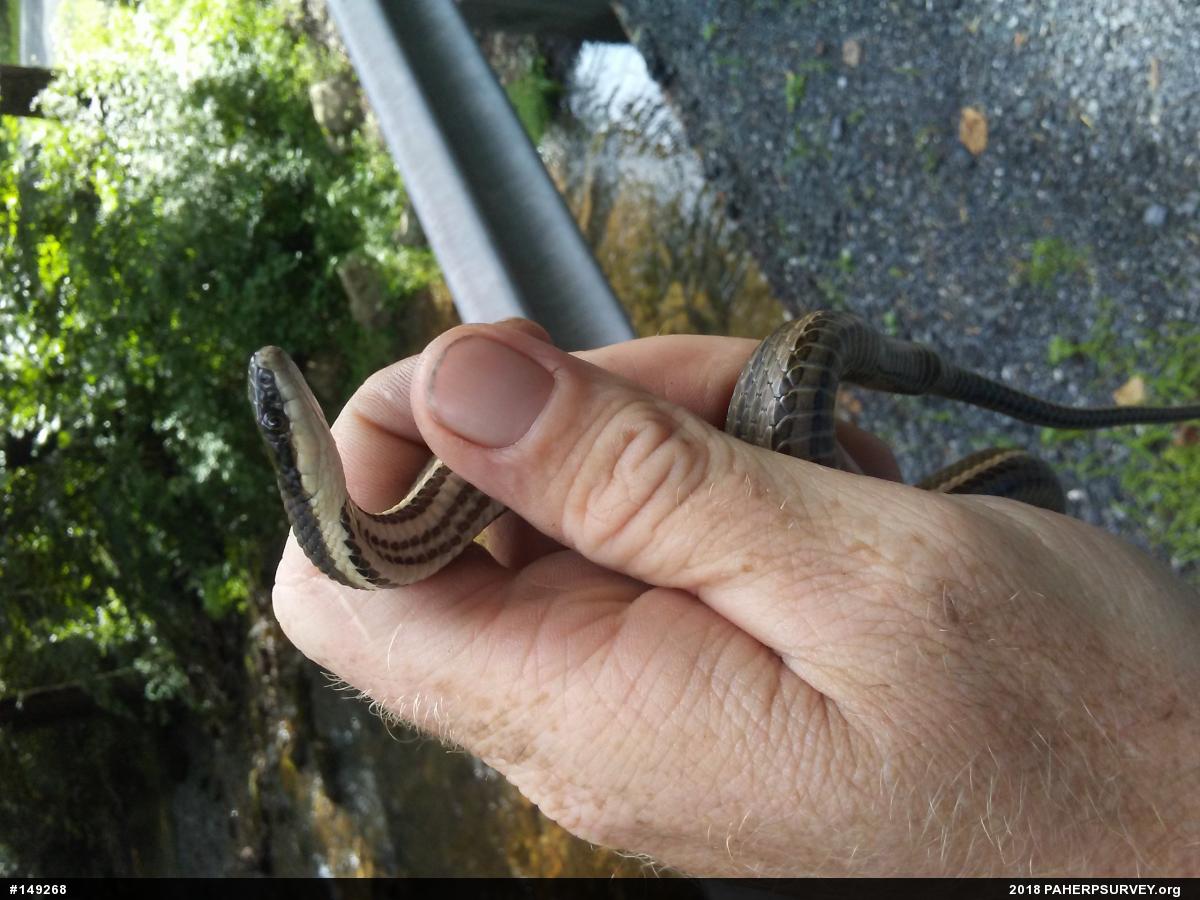 Queensnake