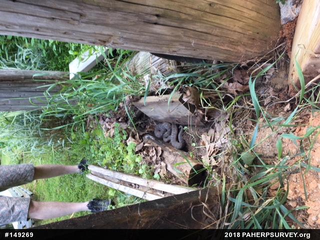 Northern Watersnake