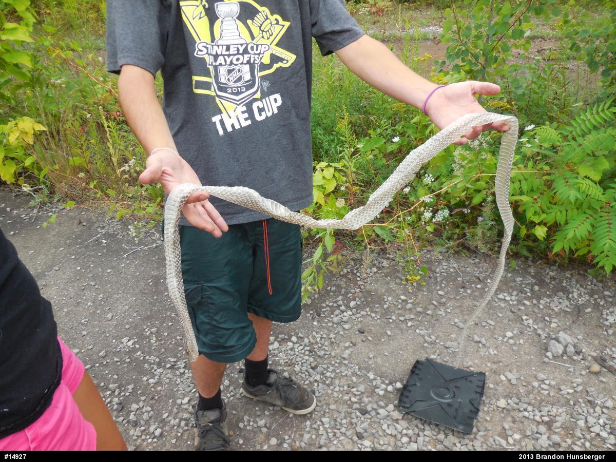 Northern Black Racer