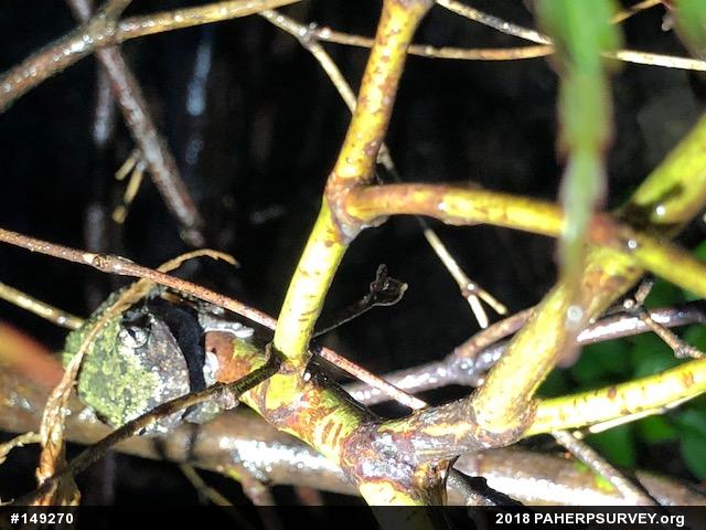 Gray Treefrog