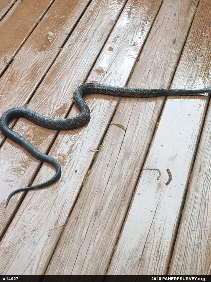 Eastern Ratsnake