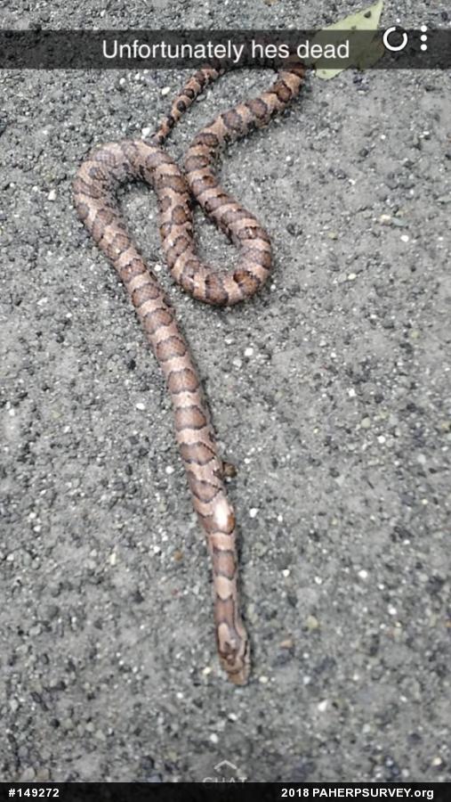 Eastern Milksnake