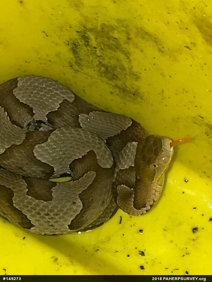 Northern Copperhead