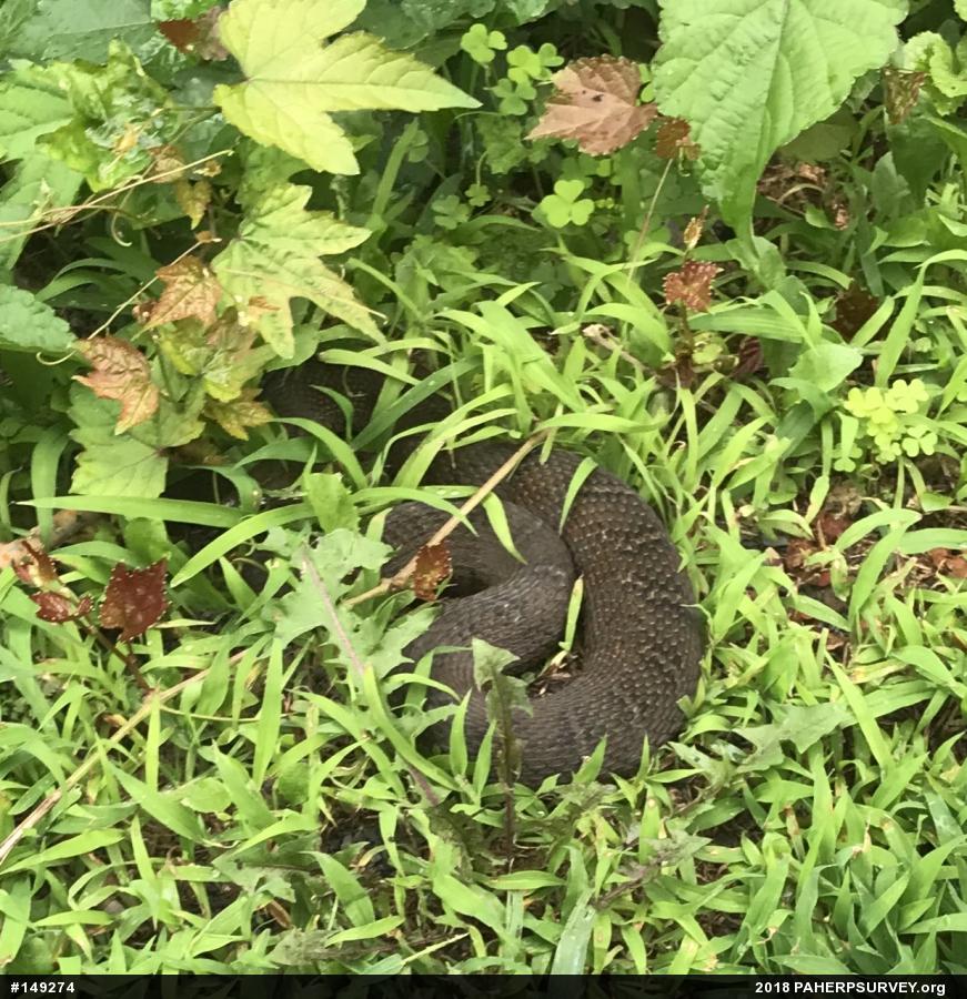 Northern Watersnake
