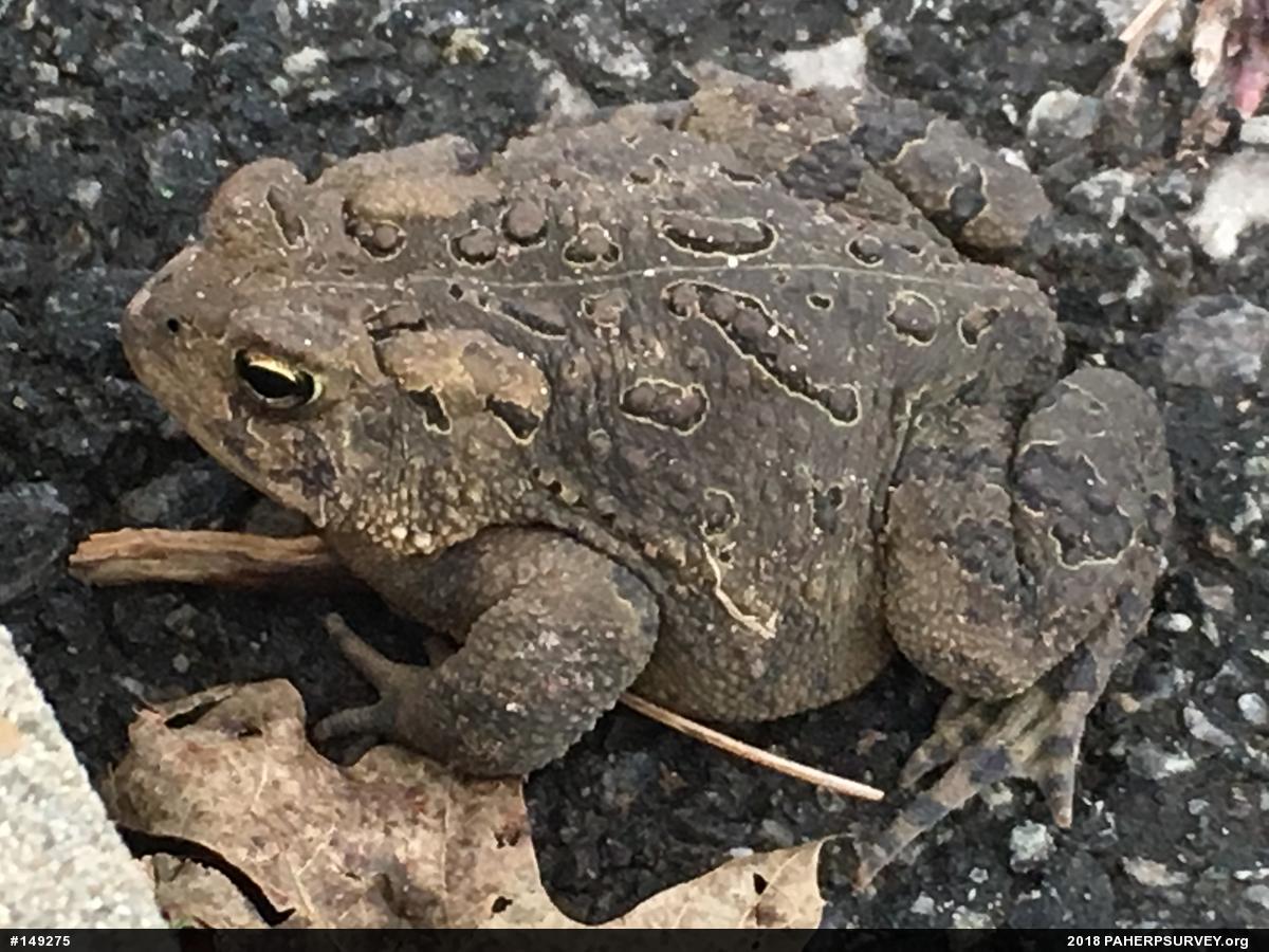 Eastern American Toad