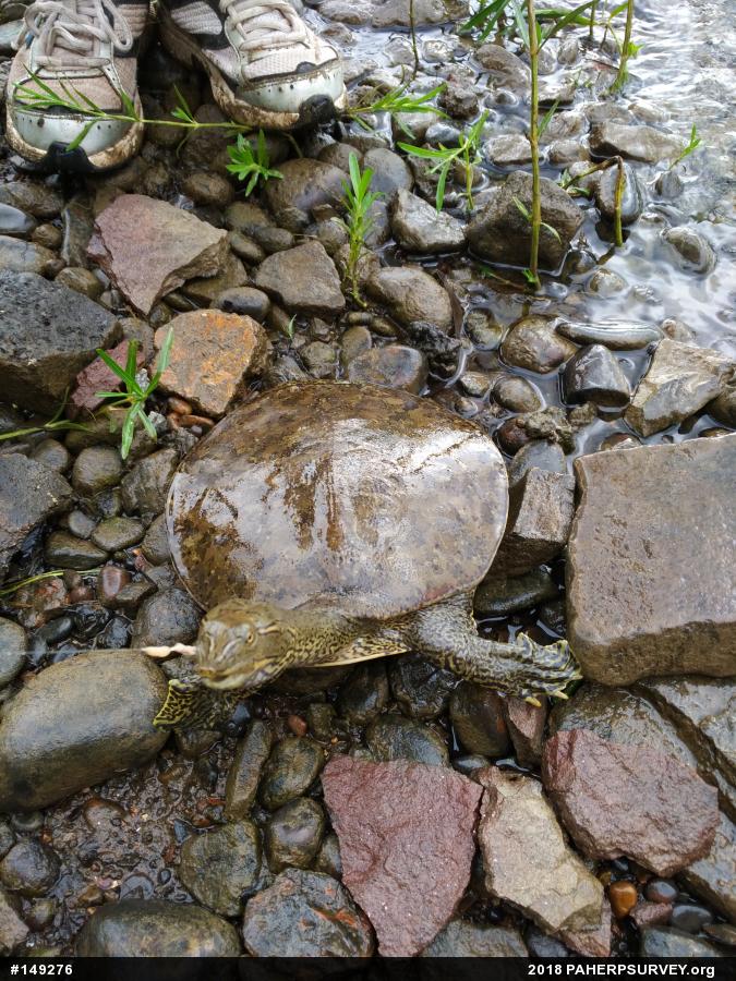 Eastern Spiny Softshell
