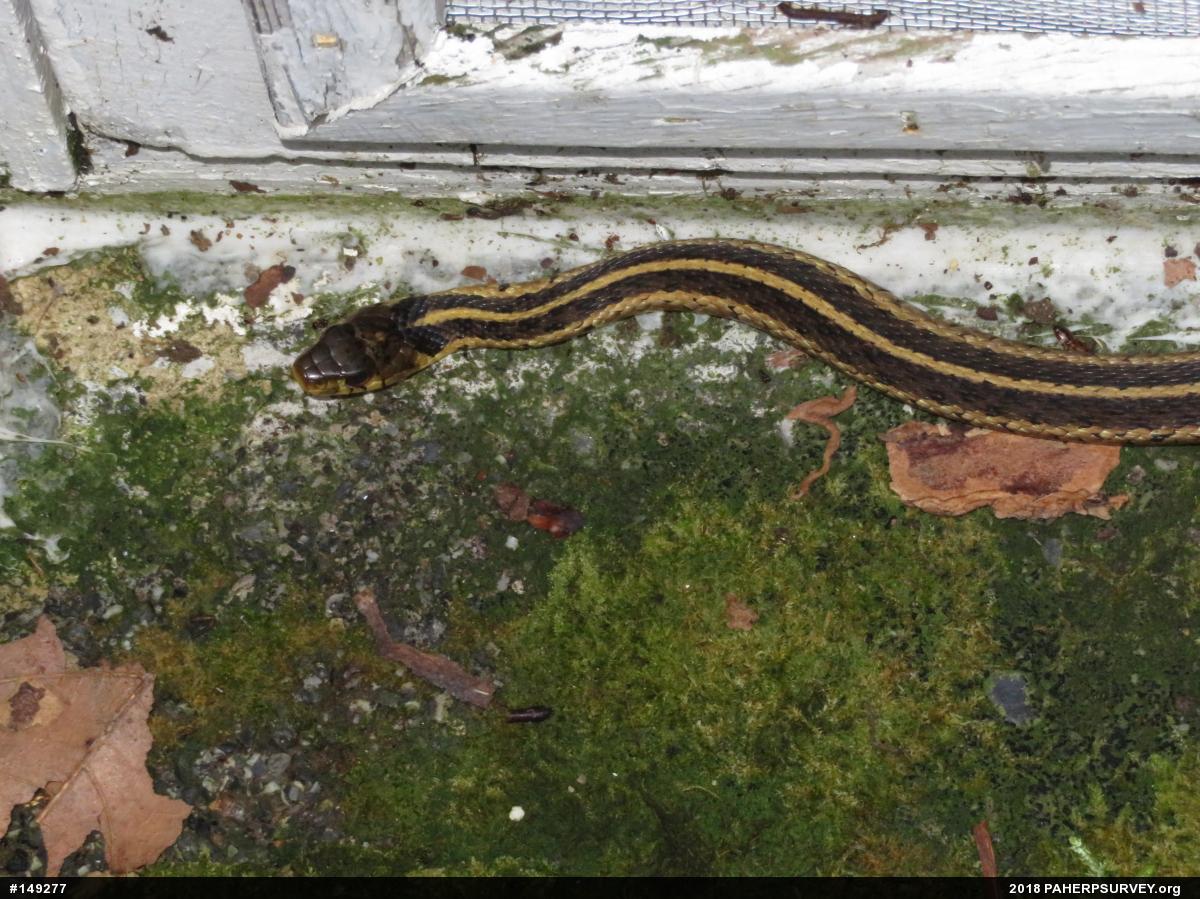Eastern Gartersnake