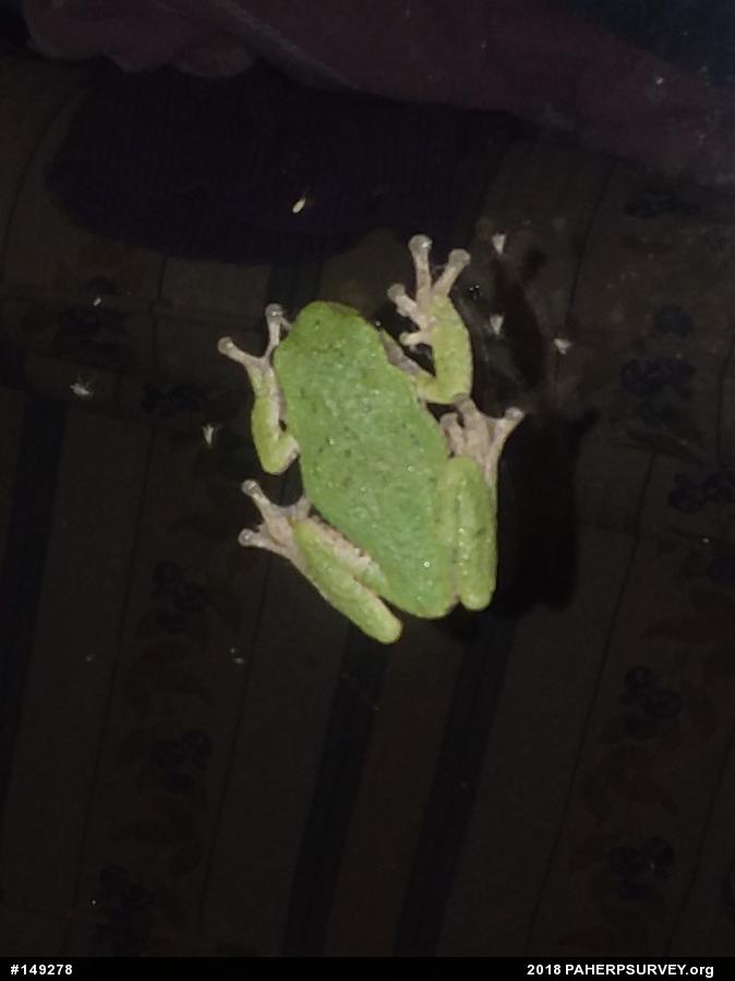 Unknown Gray Treefrog