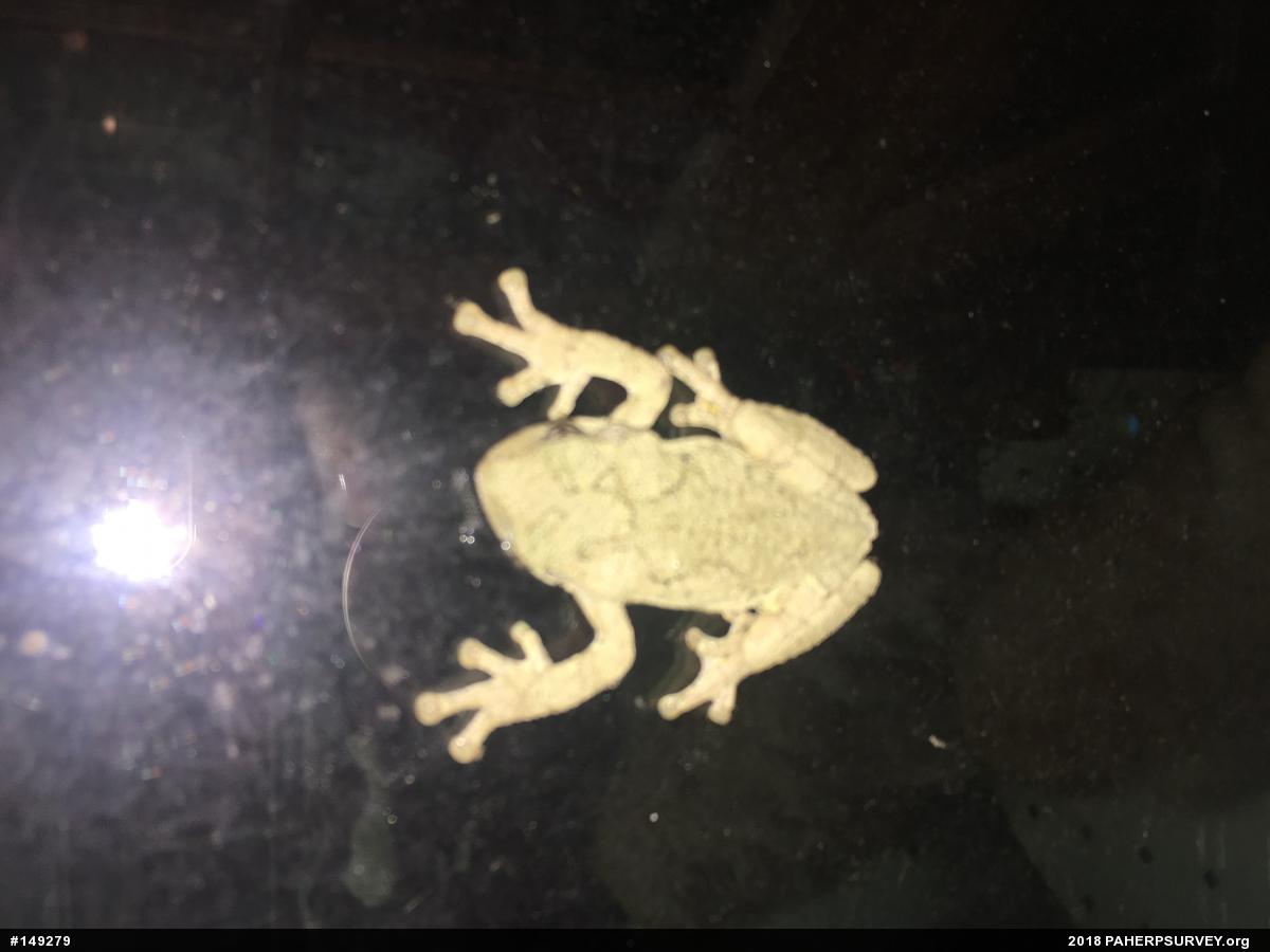 Unknown Gray Treefrog