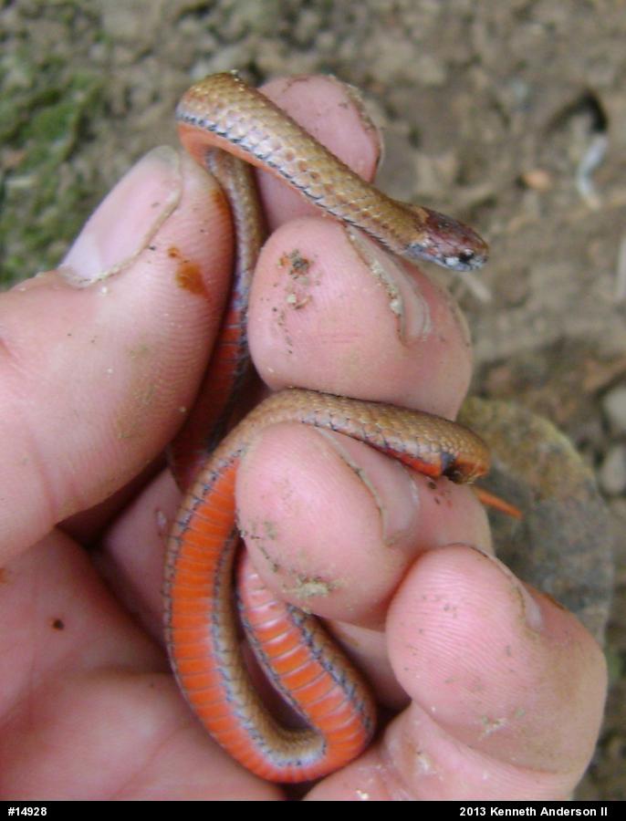 Red-bellied Snake
