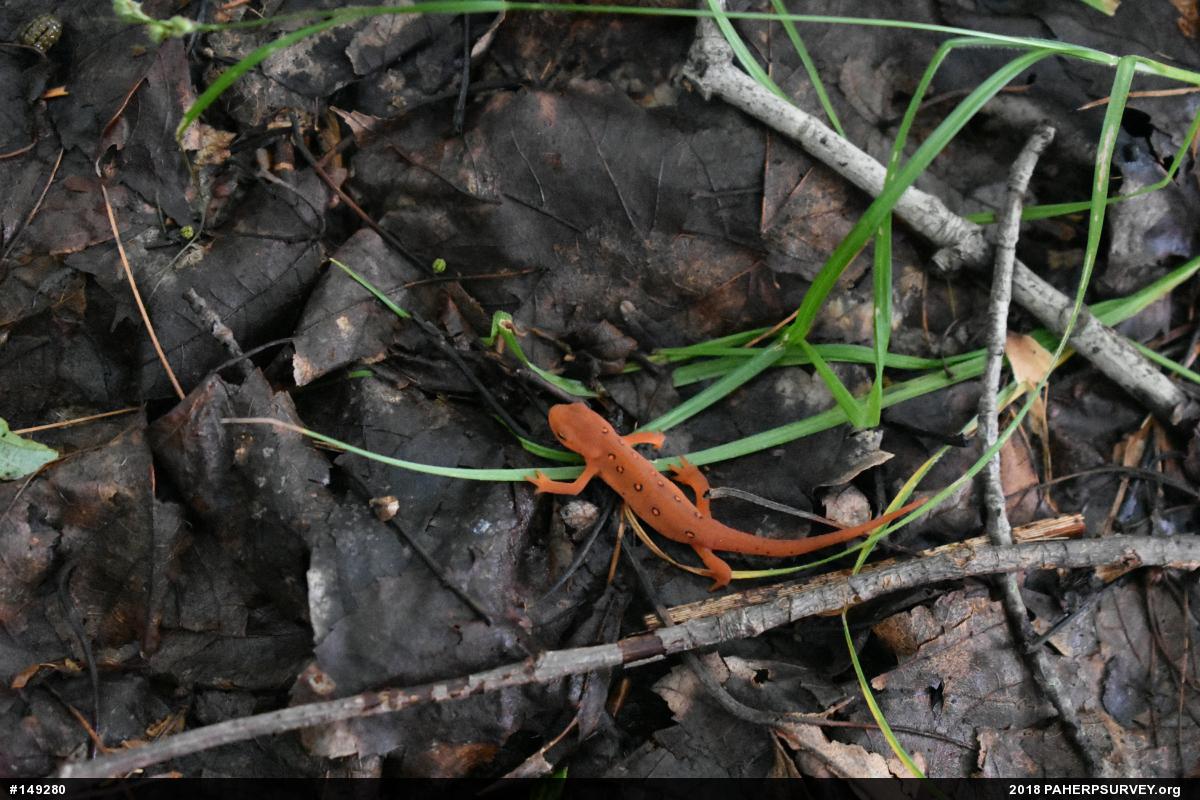 Red-spotted Newt