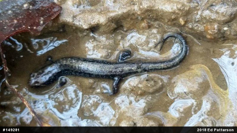 Allegheny Mountain Dusky Salamander