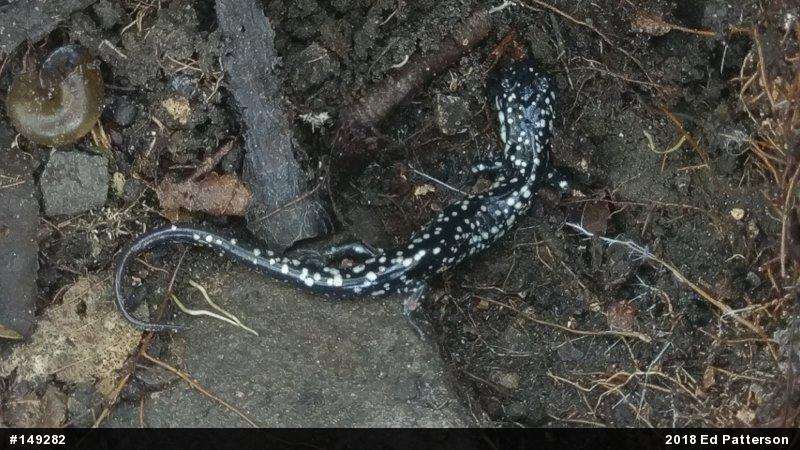Northern Slimy Salamander