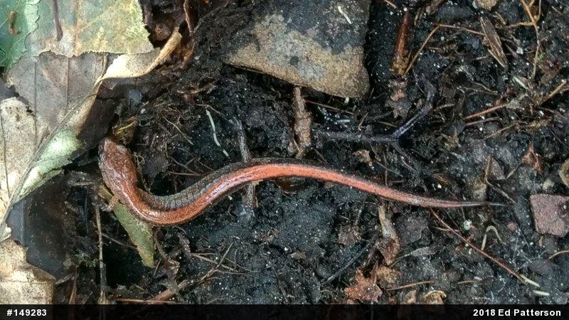 Eastern Red-backed  Salamander