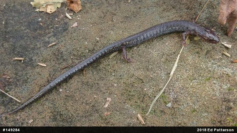 Valley And Ridge Salamander