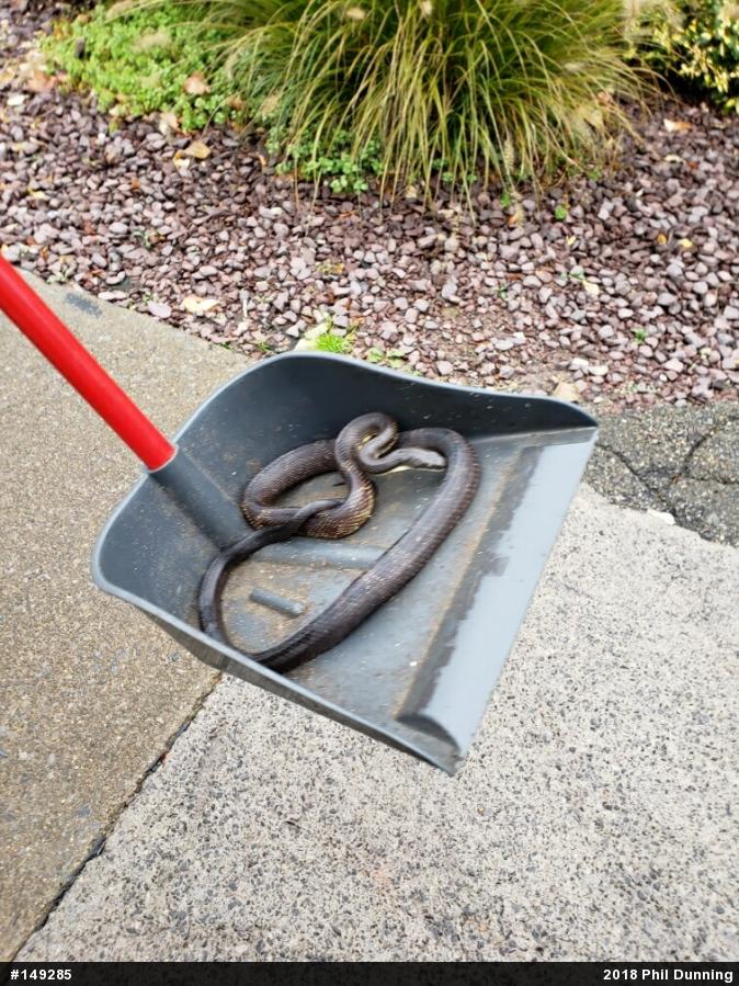 Eastern Ratsnake