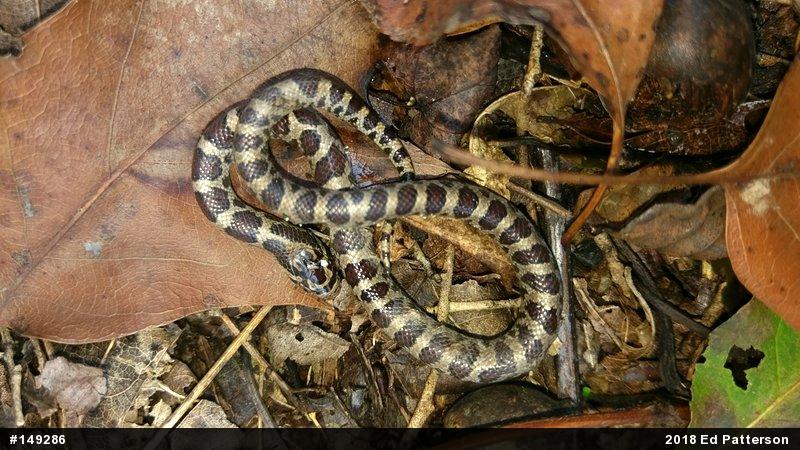 Eastern Milksnake
