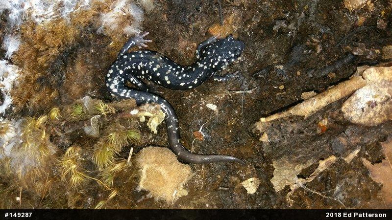 Northern Slimy Salamander