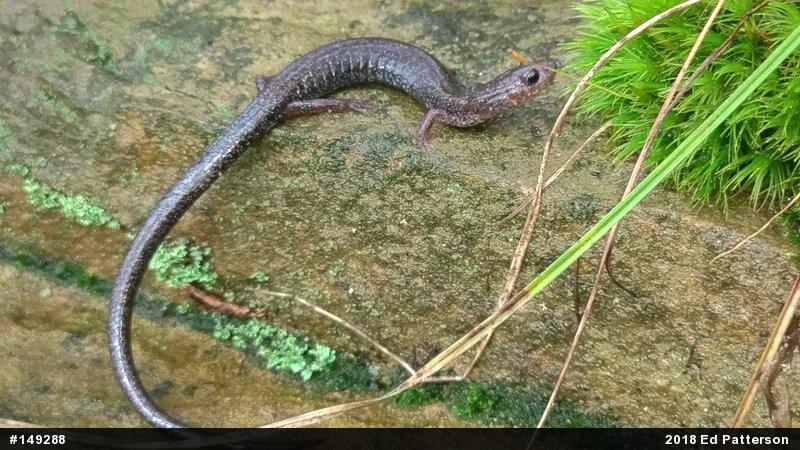 Valley And Ridge Salamander