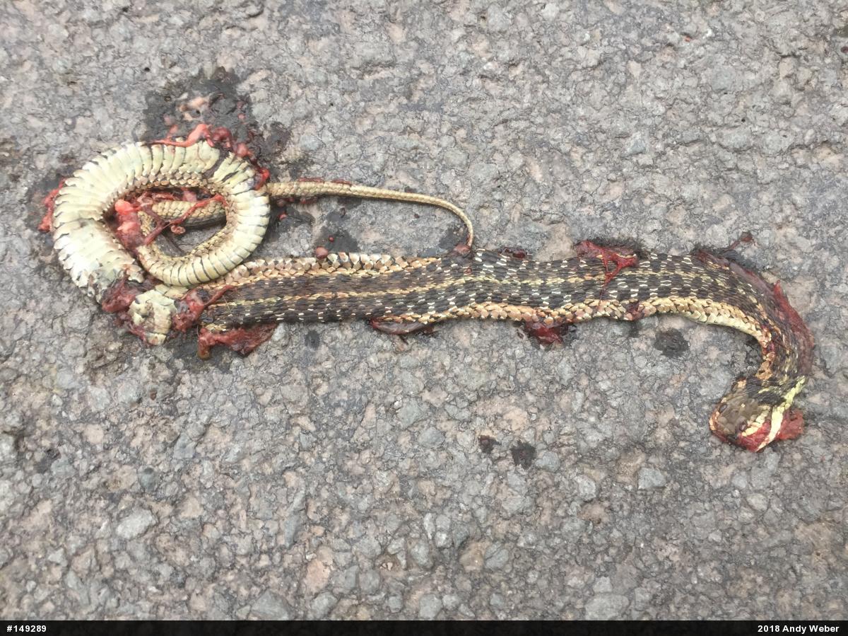 Eastern Gartersnake