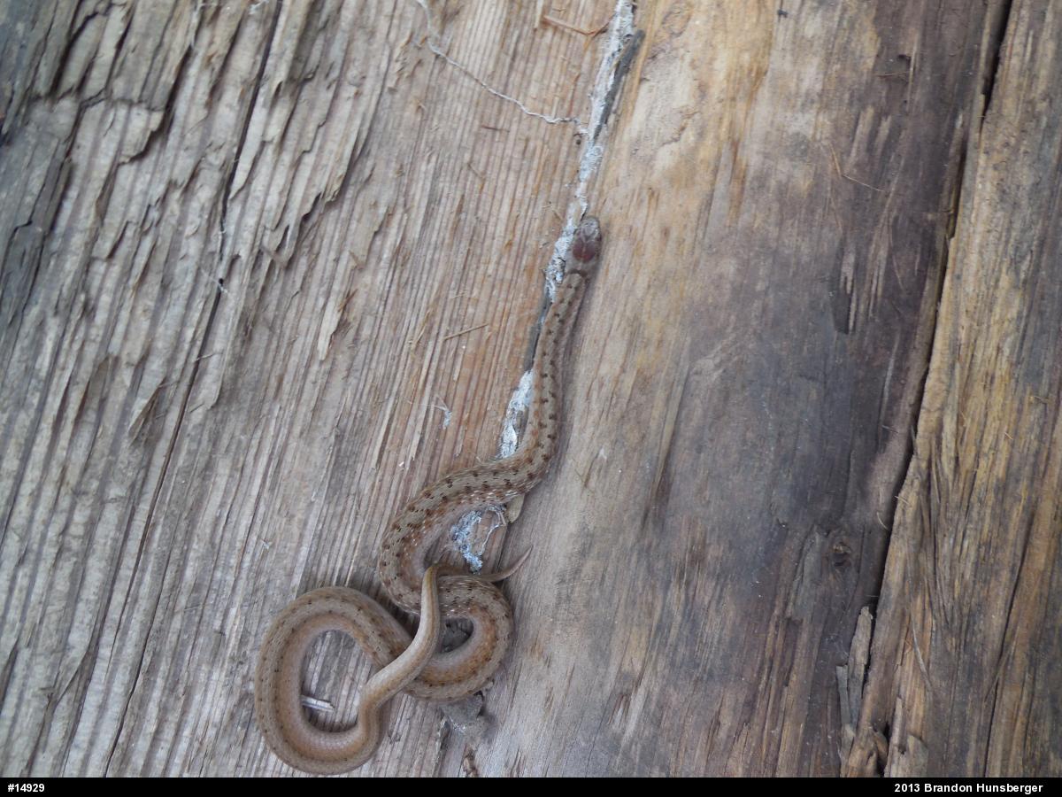 Dekay's Brownsnake