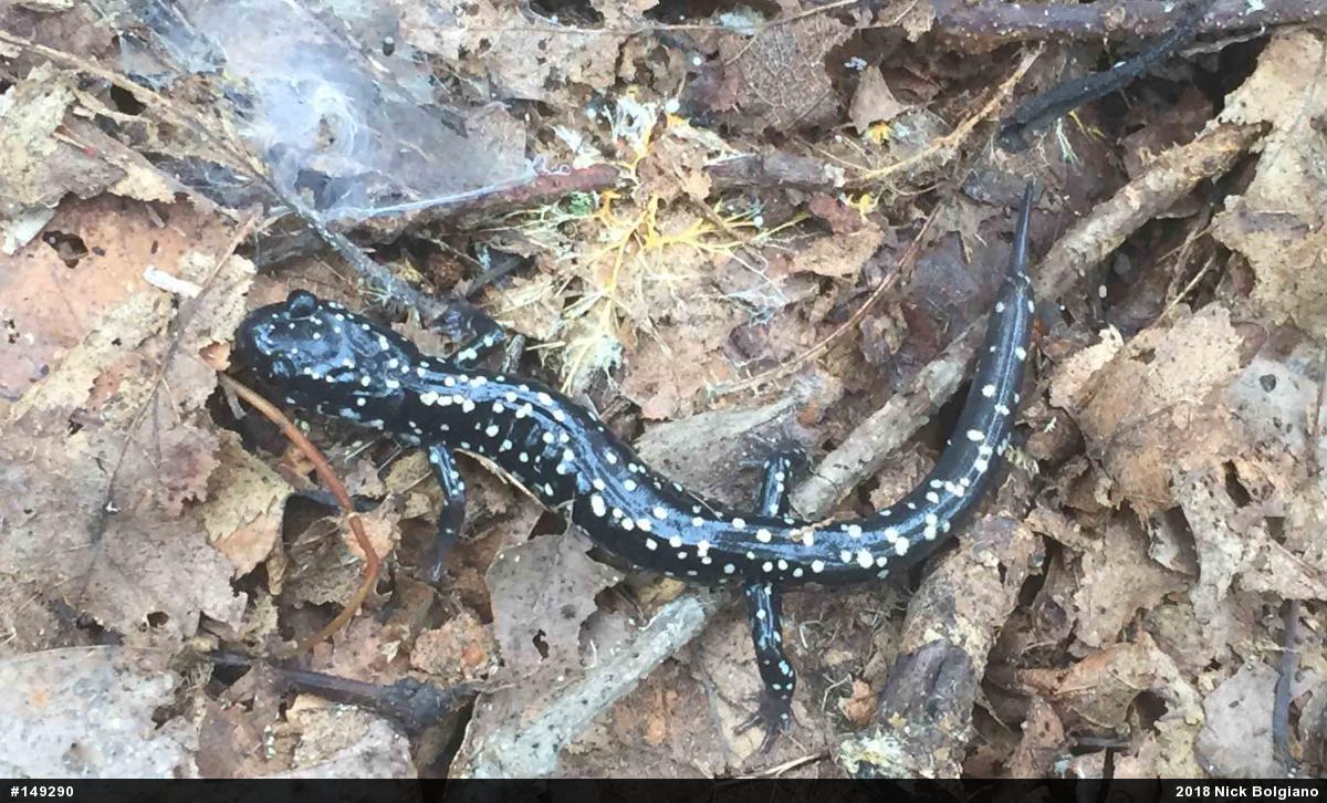 Northern Slimy Salamander