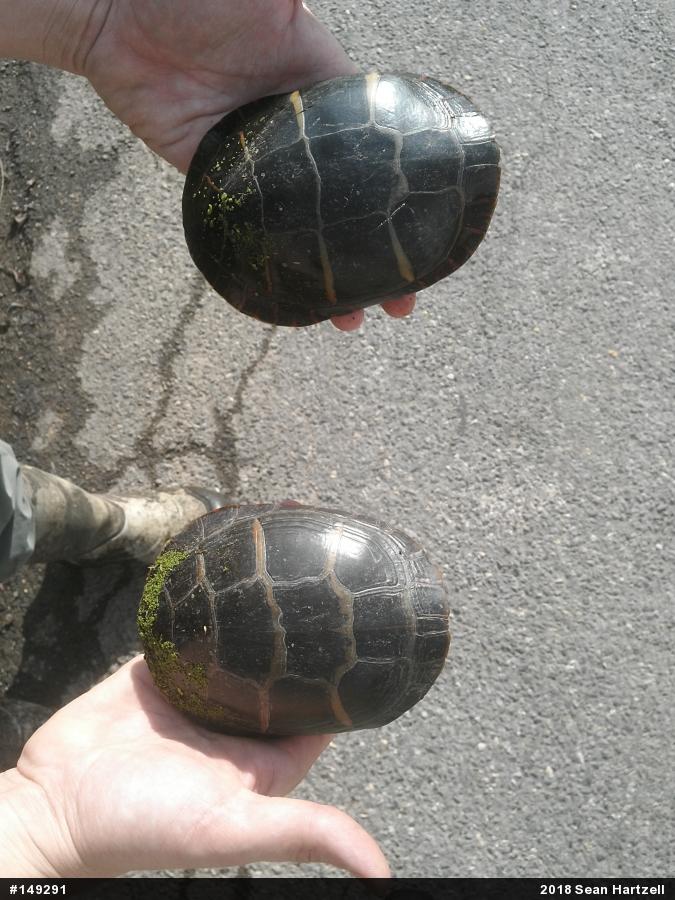 Painted Turtle