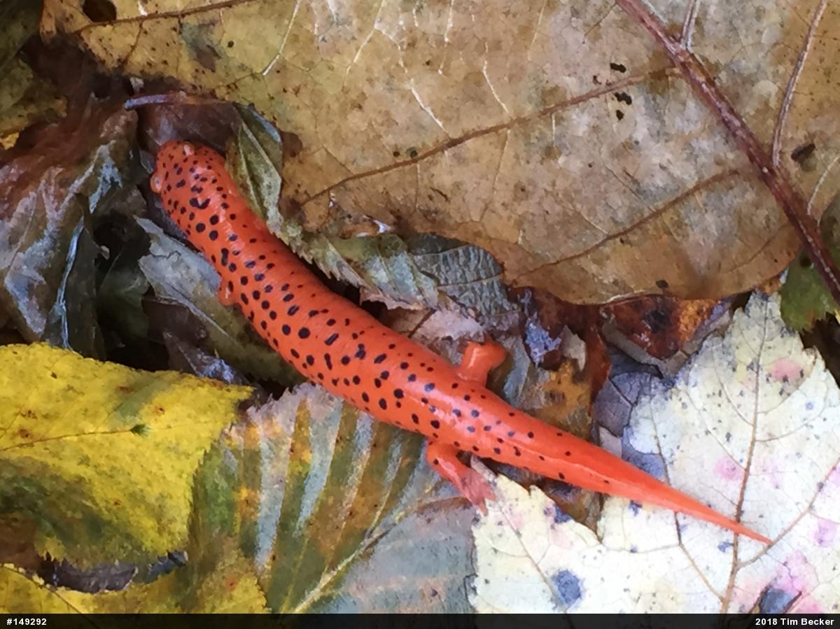 Northern Red Salamander