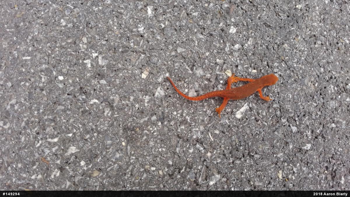 Red-spotted Newt