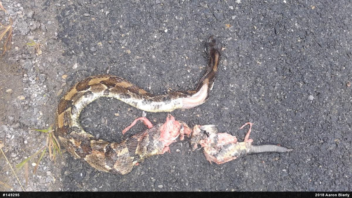 Timber Rattlesnake