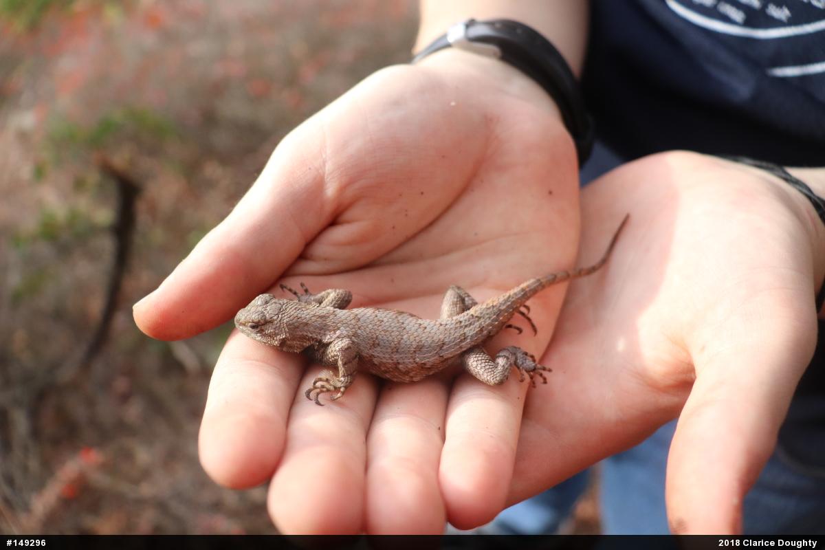 Eastern Fence Lizard