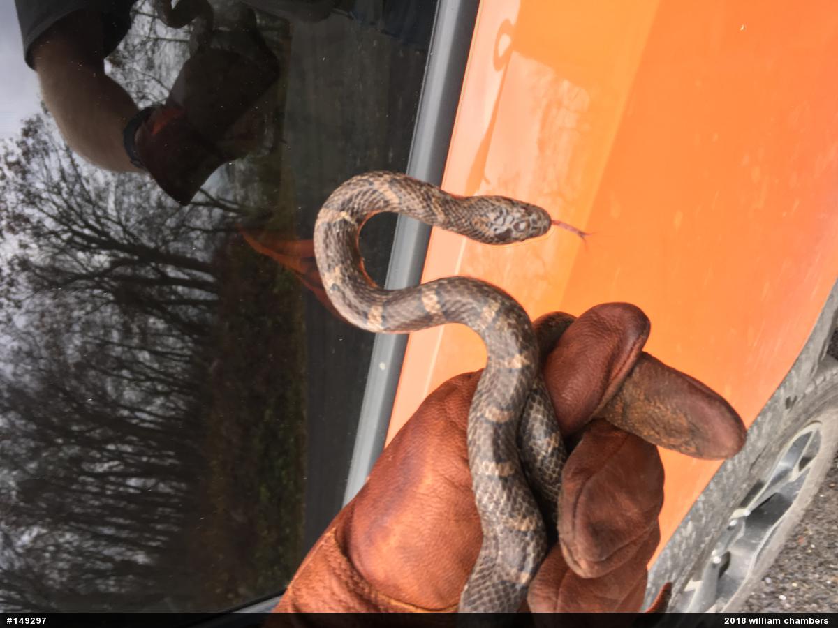 Eastern Milksnake