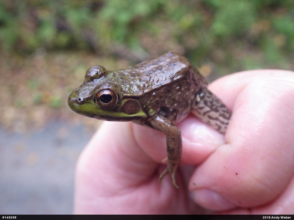 Green Frog