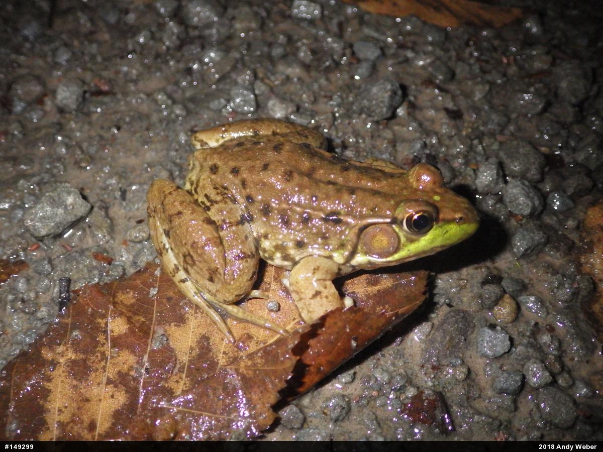 Green Frog