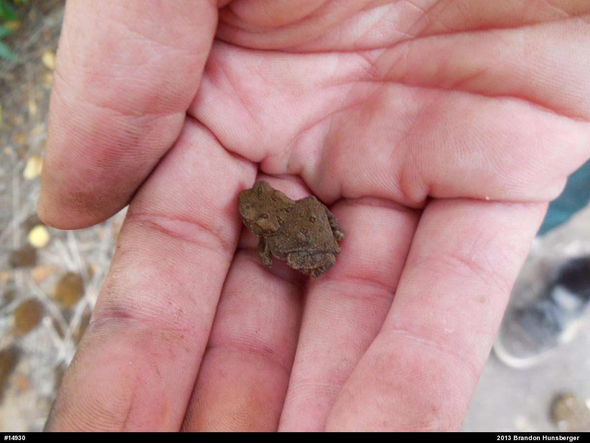 True Toads
